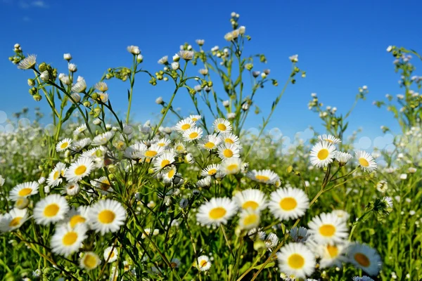 Chamomile field. — Stock Photo, Image