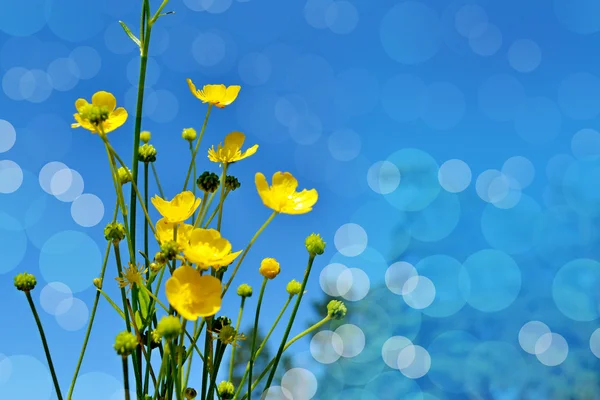 Hintergrund der Blumen. Butterblumen. — Stockfoto