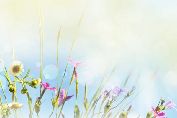 Wilde bloemen op een achtergrond van de blauwe hemel. — Stockfoto