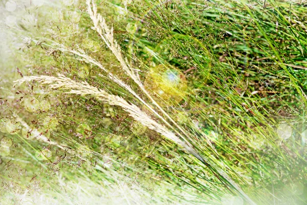 Абстрактний фон трави . — стокове фото