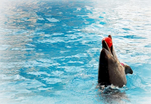 Dolphin. Inflatable ball. — Stock Photo, Image