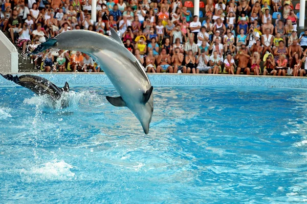 Dolphin. — Stock Photo, Image
