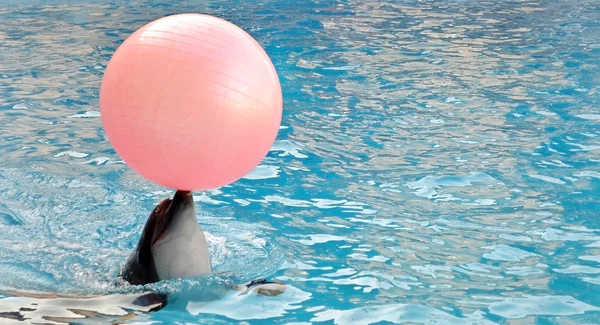 Dolphin. Inflatable ball. — Stock Photo, Image