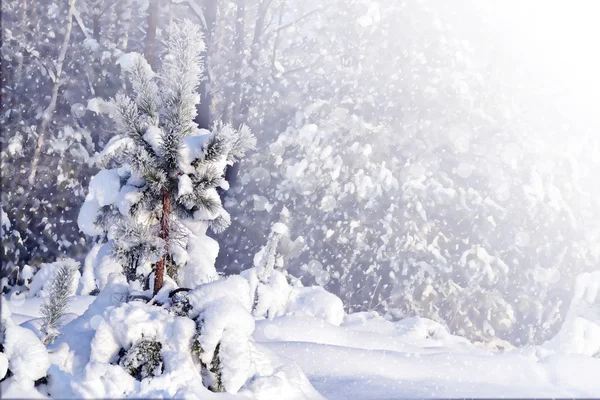 Winterbos. — Stockfoto