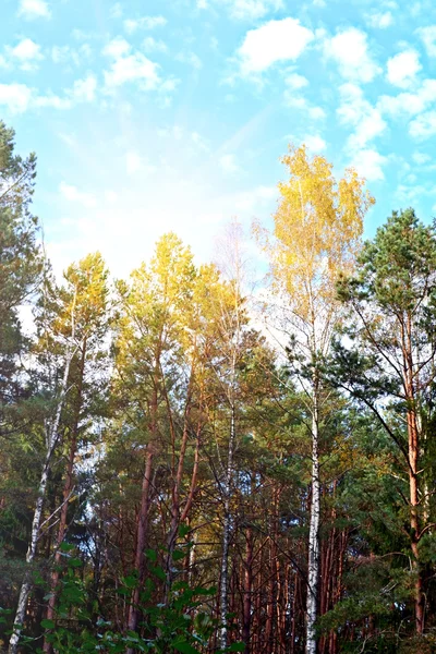 Herbstliche Landschaft. — Stockfoto