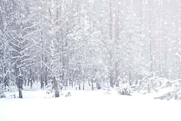 Inverno. Queda de neve . — Fotografia de Stock