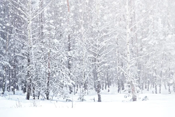 Vinter. snöfall. — Stockfoto
