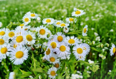 arka plan bir çiçek.