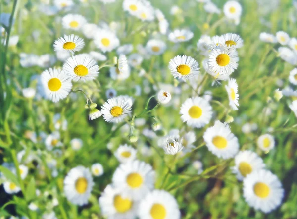 Achtergrond van bloemen. — Stockfoto