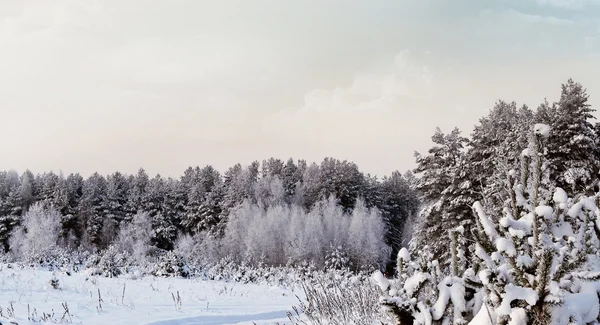 青空の背景に冬の森. — ストック写真