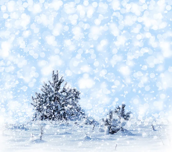 冬の森。風景. — ストック写真