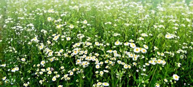 Yaz manzara. Papatya alan