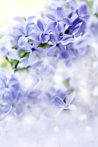 Frühlingsblumen. — Stockfoto
