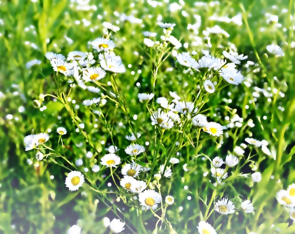 Sommerlandschaft. Kamillenfeld — Stockfoto