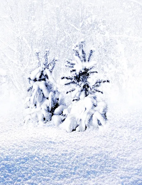 冬天的森林。冬季景观. — 图库照片
