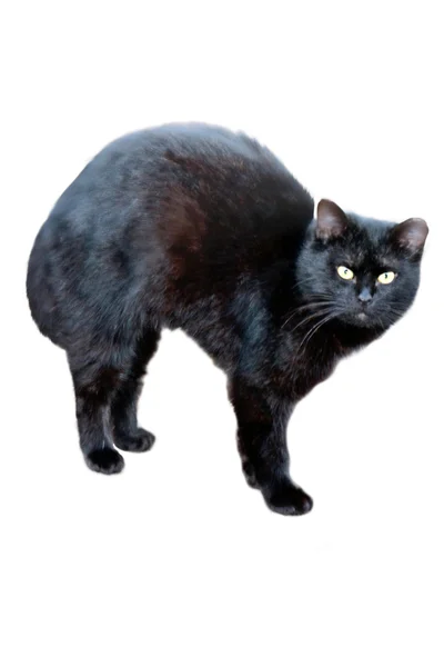 Schwarze Katze — Stockfoto