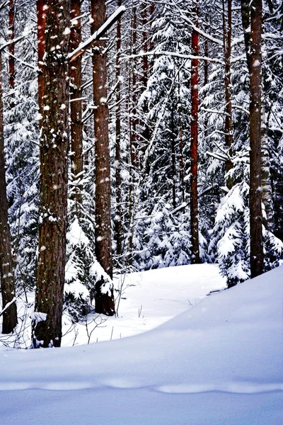 Floresta de Inverno — Fotografia de Stock