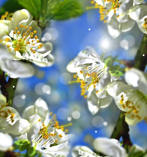 Primavera. Flores . —  Fotos de Stock