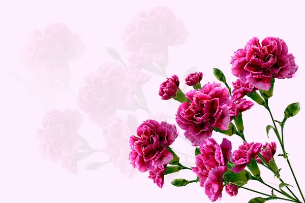 Virágok. szegfű. — Stock Fotó
