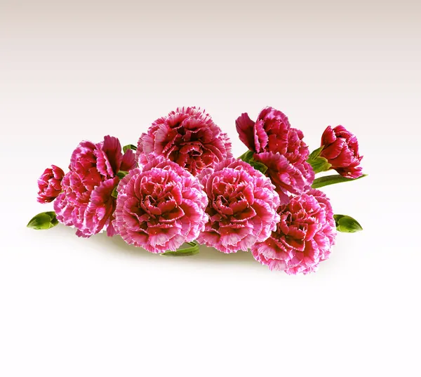 Carnation bloemen — Stockfoto