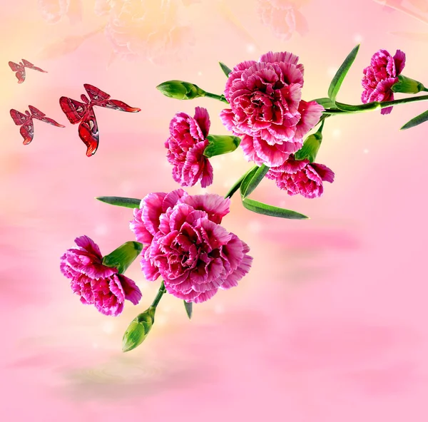 Flores de cravo — Fotografia de Stock