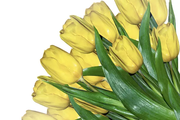 Yellow tulips — Stock Photo, Image