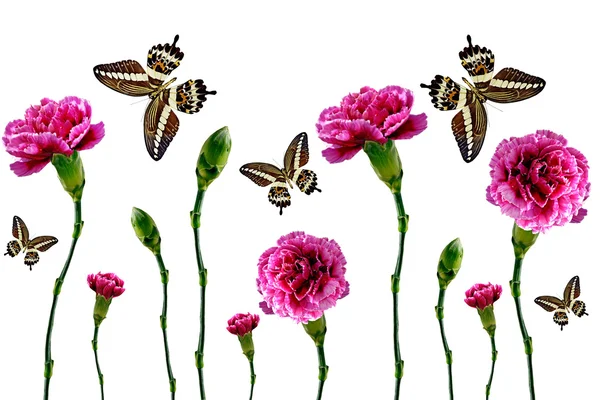 Flowers and butterflies on a white background — Stock Photo, Image