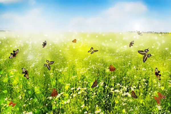 Chamomile field. — Stock Photo, Image