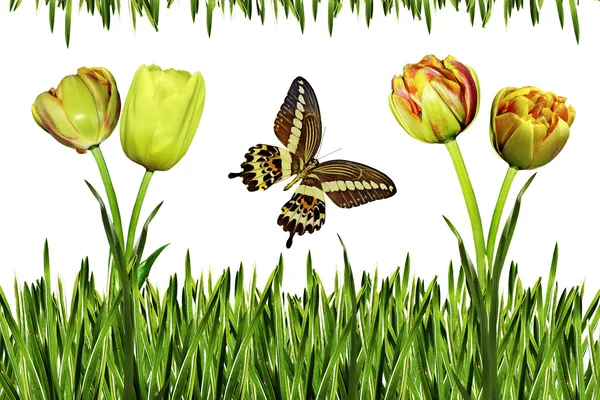 Tulpen, bloemen, gras en vlinder op witte achtergrond — Stockfoto