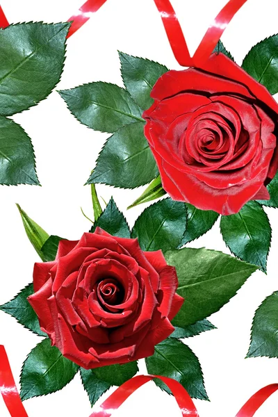 鲜花玫瑰 — 图库照片