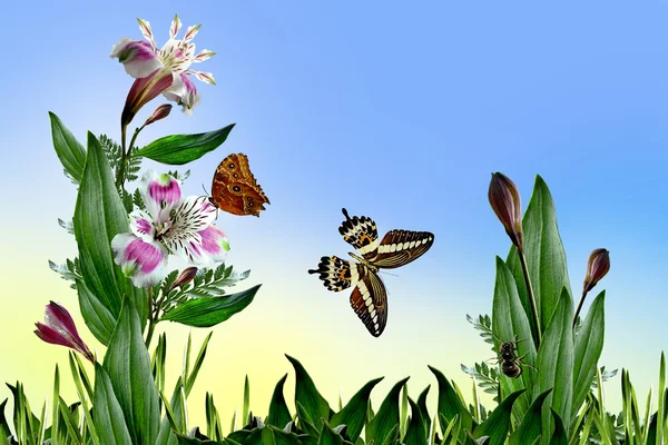 Летние цветы и бабочки на фоне голубого неба — стоковое фото