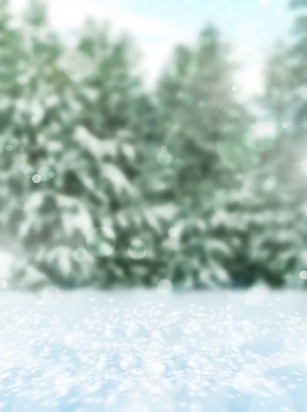 Winter Forest — Stock Photo, Image