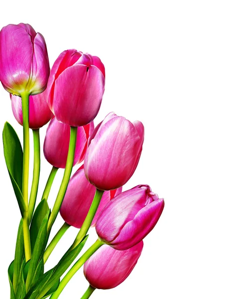 Flowers, tulips — Stock Photo, Image