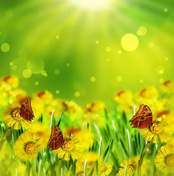 Summer. Flowers and butterflies — Stock Photo, Image