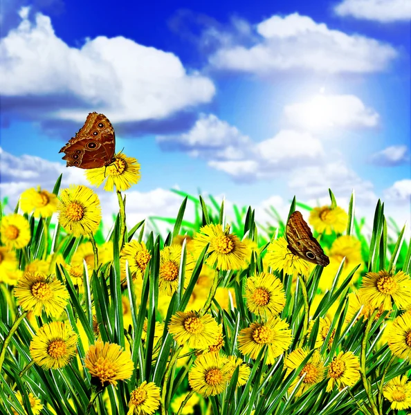 Zomer. bloemen en vlinders — Stockfoto