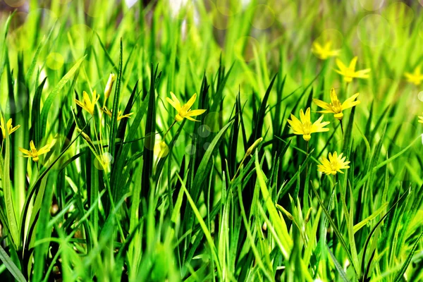 Blommig bakgrund — Stockfoto