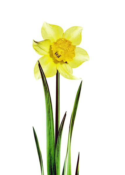 Narzissenblüte — Stockfoto