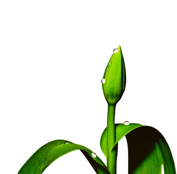 Tulip bud — Stok Foto