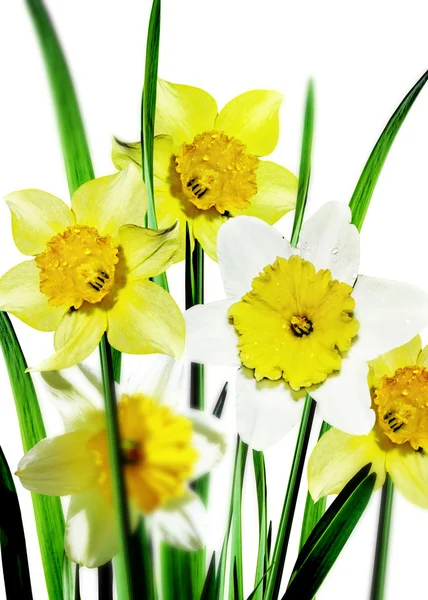 Flor de narciso — Foto de Stock