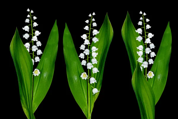 Białe kwiaty konwalie — Zdjęcie stockowe