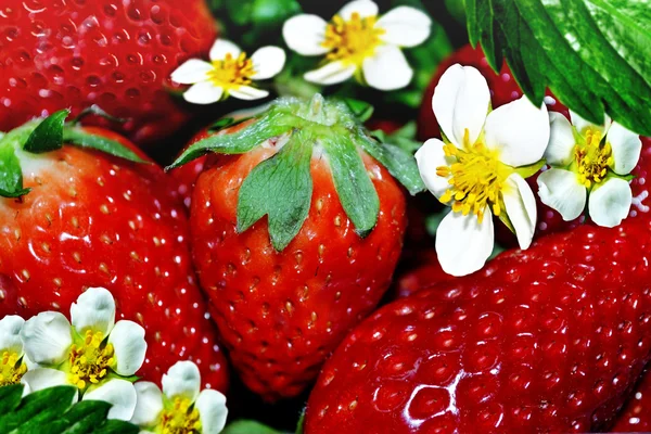 Erdbeeren — Stockfoto