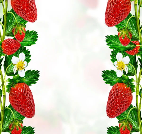 Kvist blommor jordgubbar — Stockfoto
