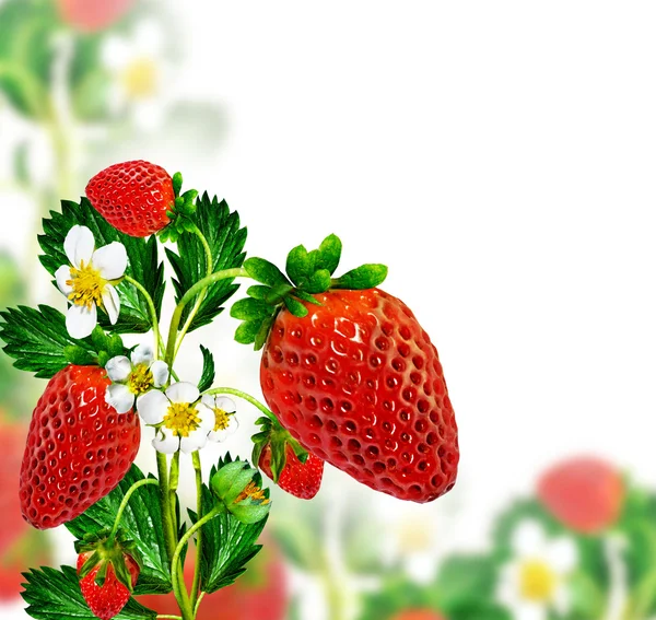 Sprig of flowers strawberries — Stock Photo, Image