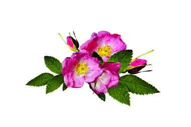 Beyaz bir arka plan üzerinde köpek rose (rosa canina) çiçekler