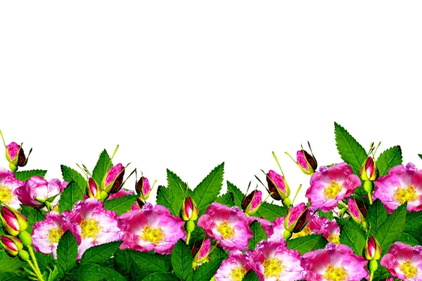 beyaz zemin üzerine kuşburnu