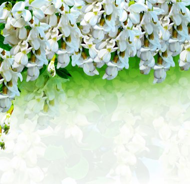 Beyaz akasya çiçekleri