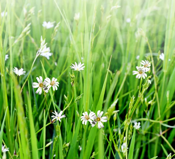 Sommerlandschaft mit Wildblumen — Stockfoto