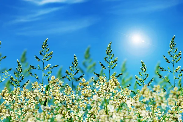 Green grass on blue sky background — Stock Photo, Image