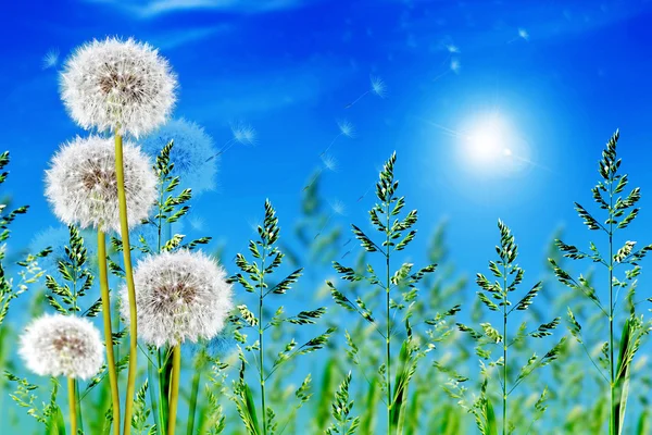 Grünes Gras auf blauem Himmel Hintergrund — Stockfoto