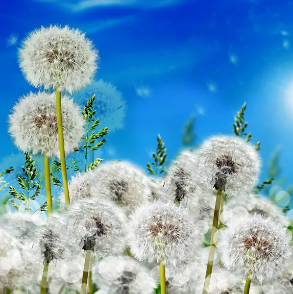 नीले आकाश पृष्ठभूमि पर जंगली फूलों के साथ घास dandelions — स्टॉक फ़ोटो, इमेज